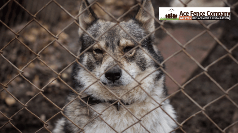 dog behind fence