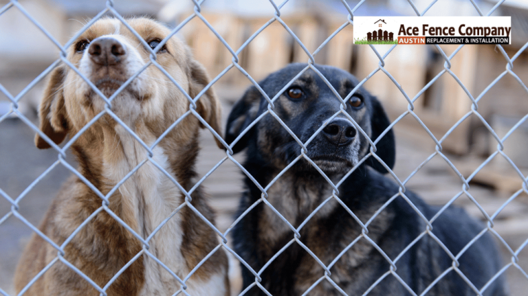 dogs behind chain link fence